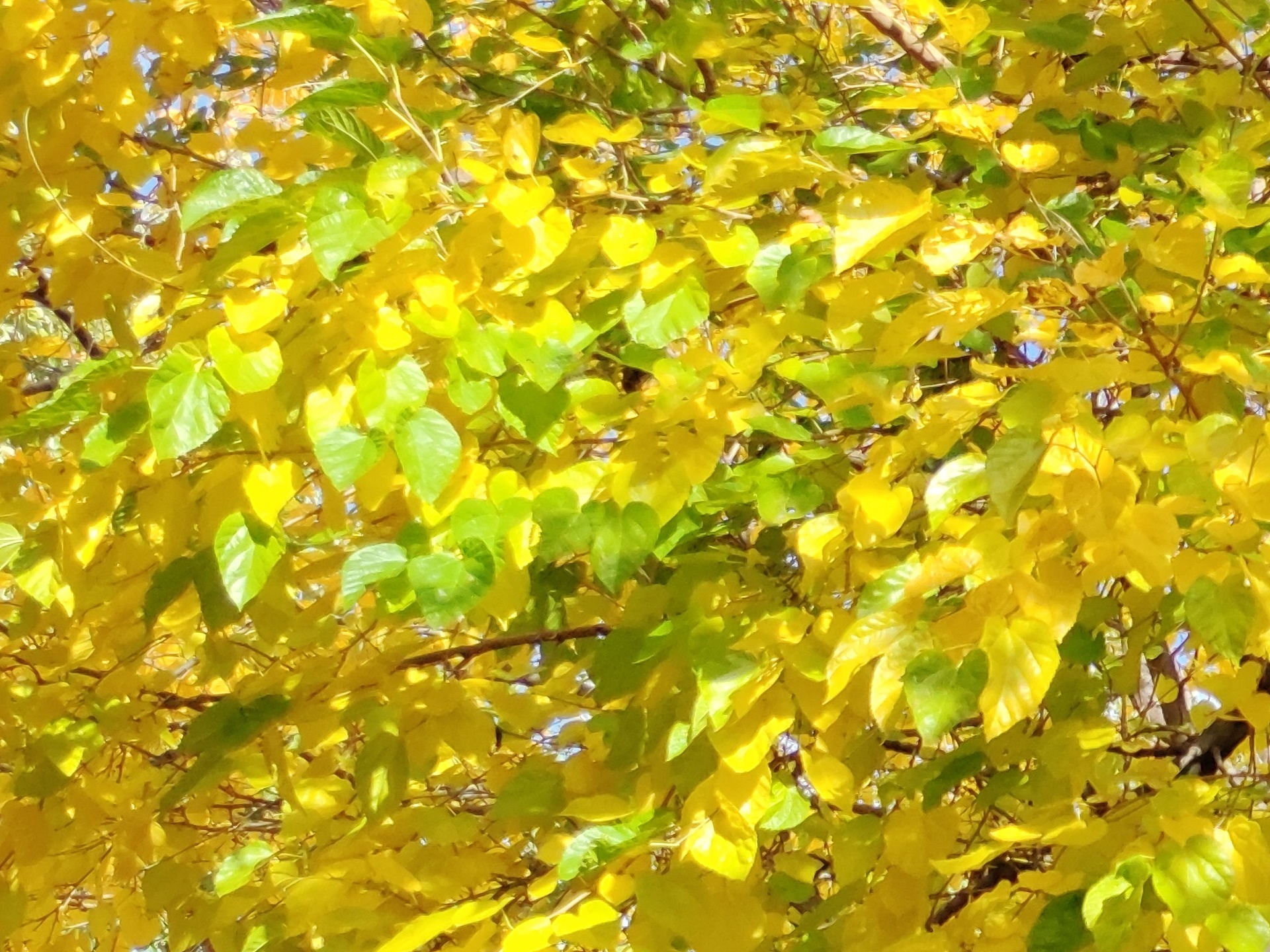 camera mi note 10 anh 7