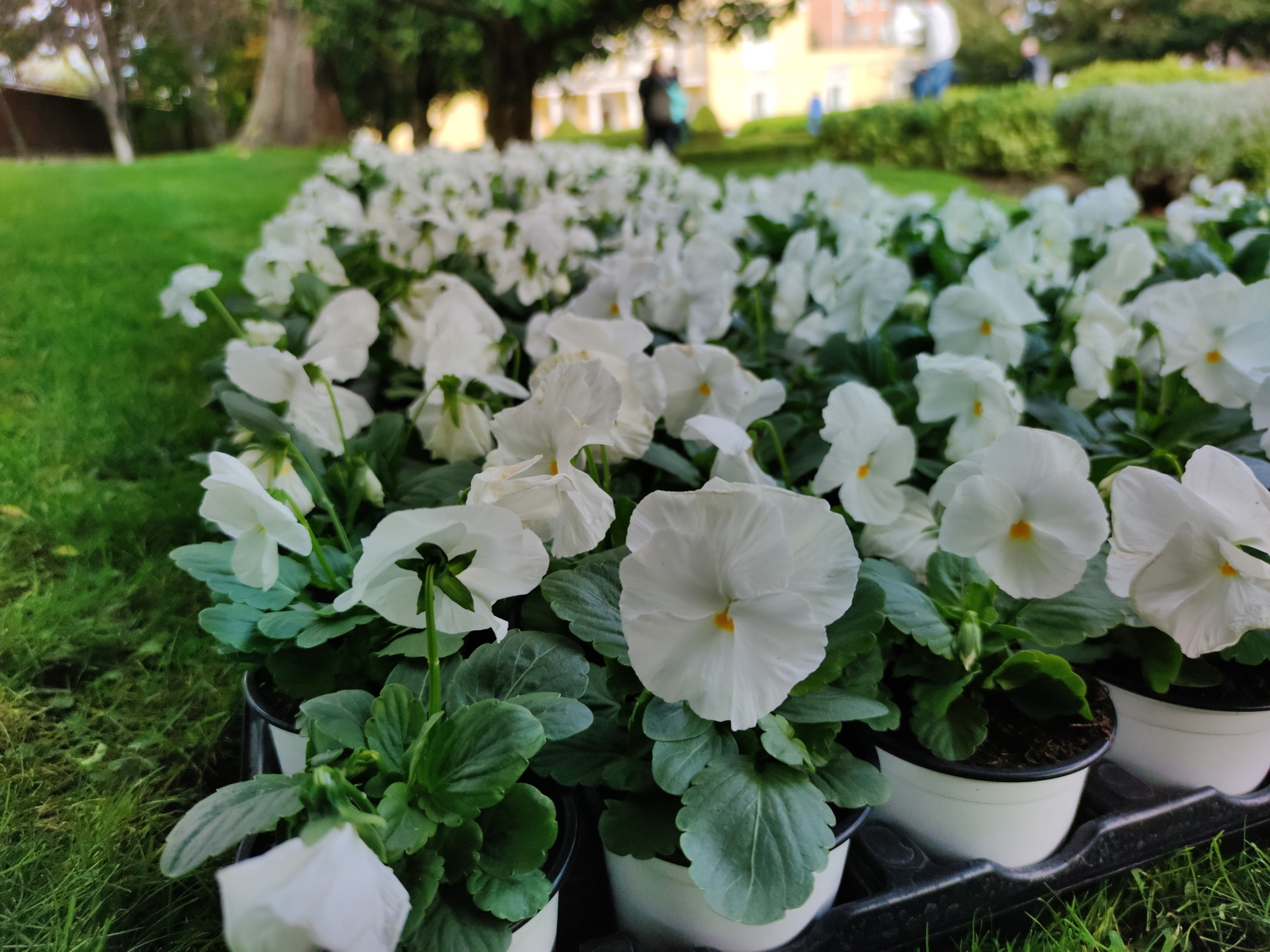 camera mi note 10 anh 8