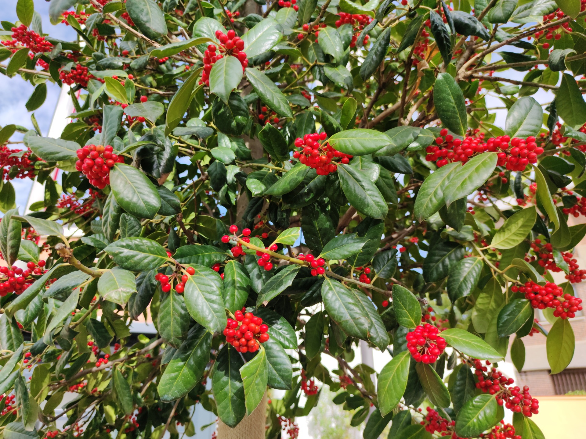 camera mi note 10 anh 10