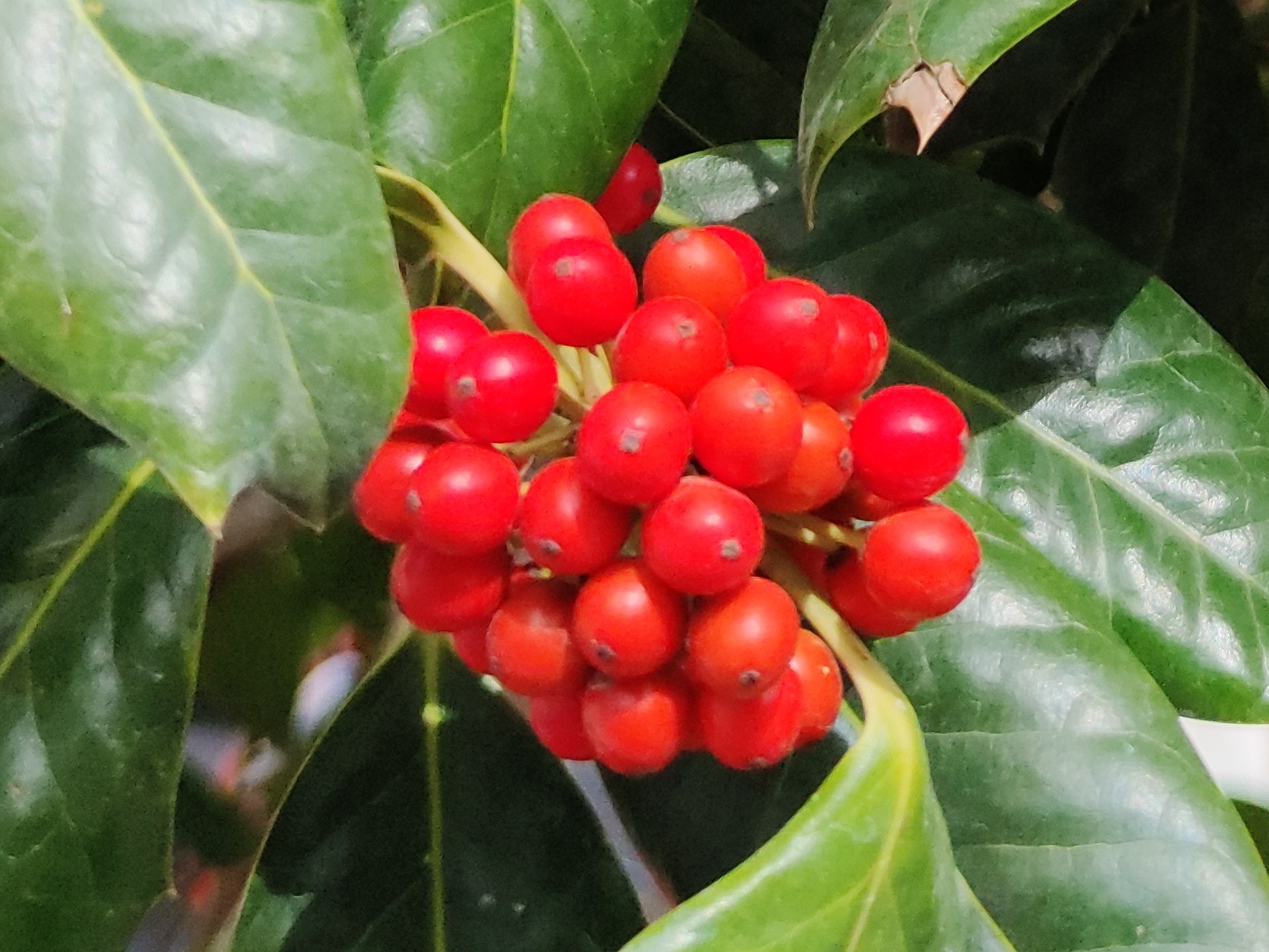 camera mi note 10 anh 11