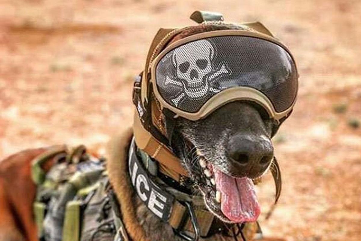 Thiet bi chong on cho cho nghiep vu cua quan doi My hinh anh