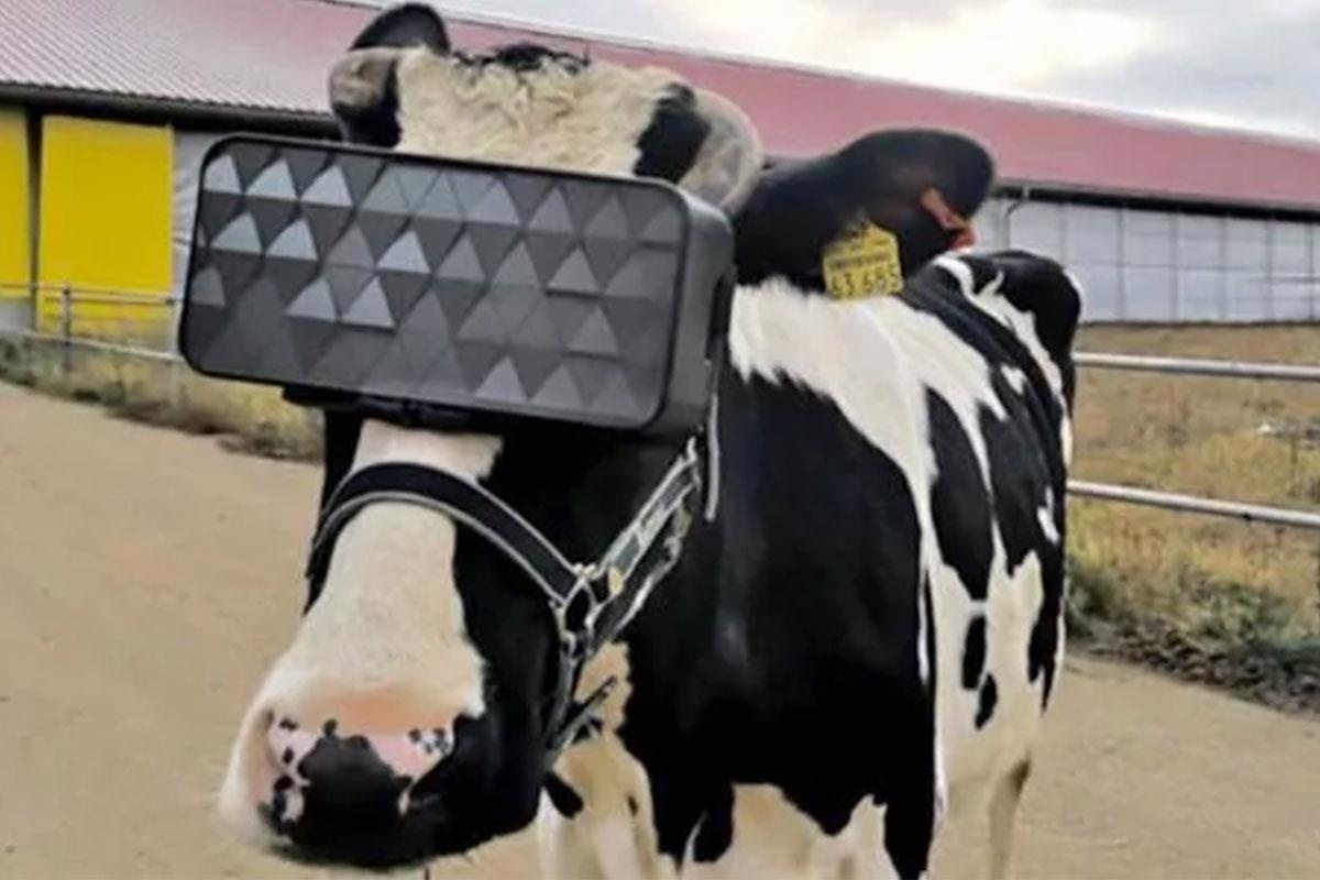 Cho bo xem phim thuc te ao de thu nhieu sua hinh anh