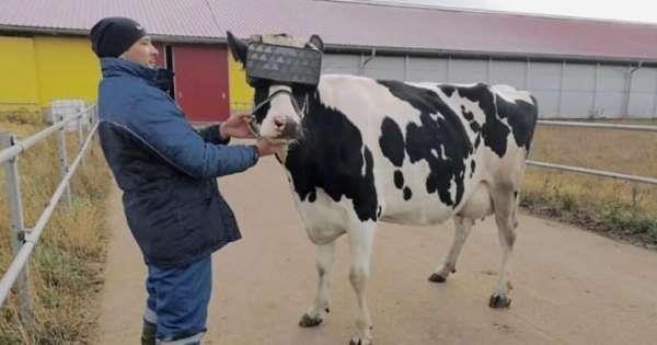 bò xem phim thực tế ảo ảnh 1 bo xem phim thuc te ao anh 1