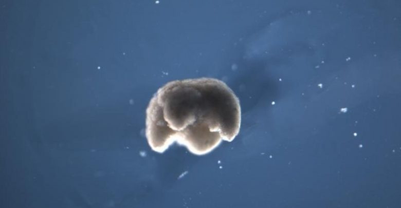 sinh vat lap trinh xenobot tu te bao goc anh 1