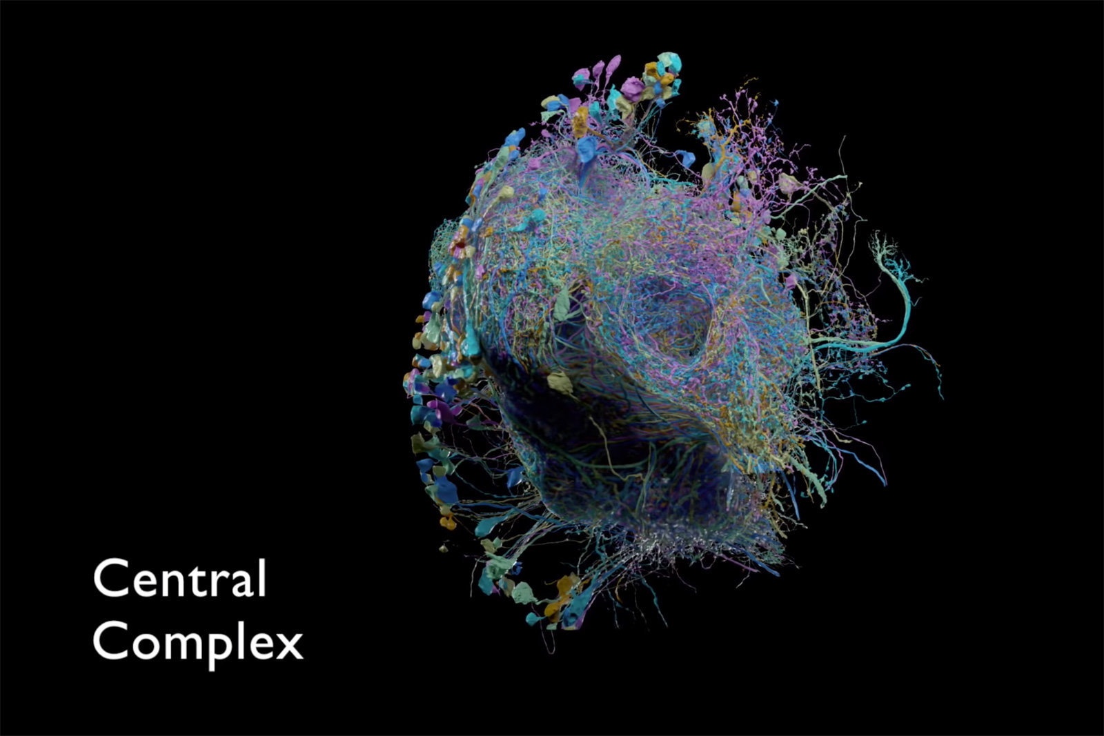 ban do than kinh nao connectomic ruoi giam cua google anh 1