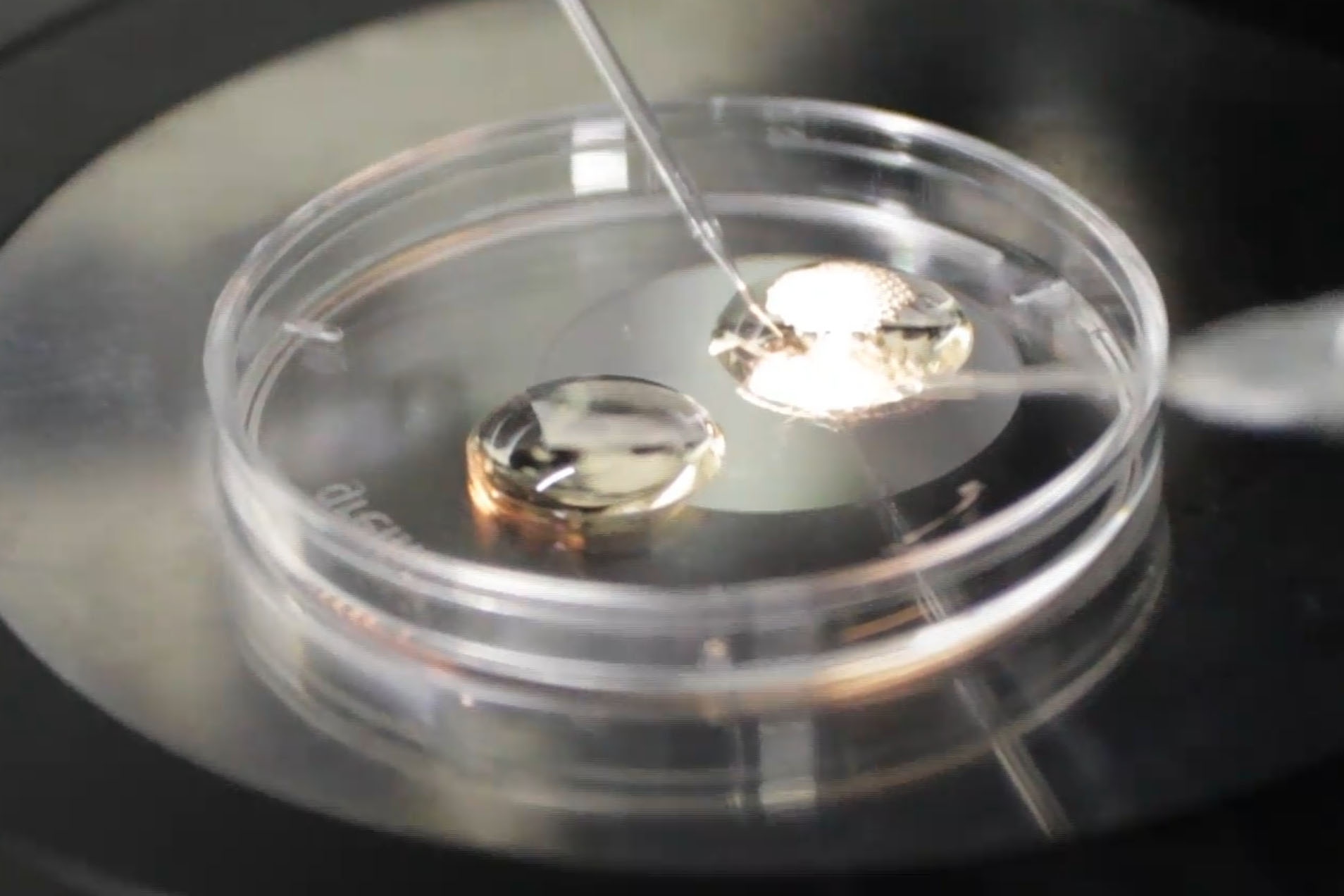 qua trinh thu nghiem vaccine covid-19 anh 2