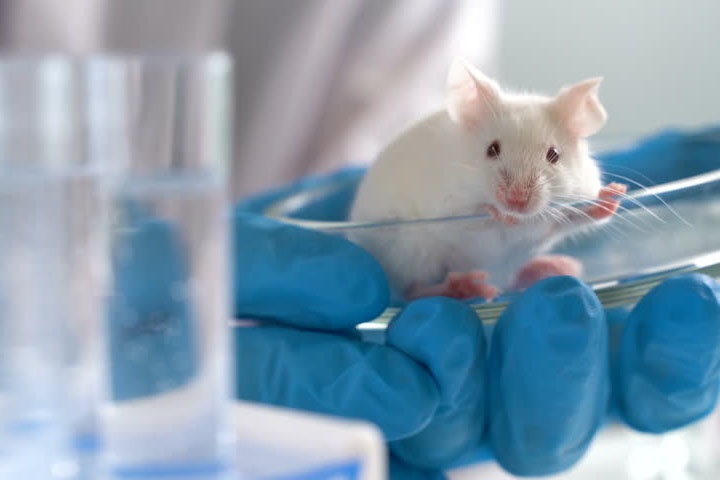 The gioi dang gap rut tao ra nhung con chuot dac biet hinh anh