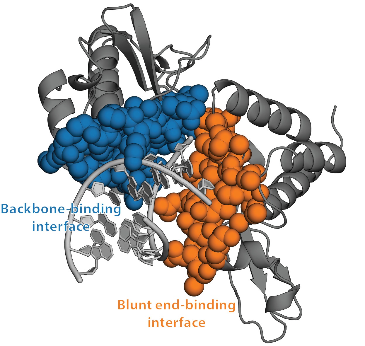 dung may tinh giai ma covid-19 anh 1