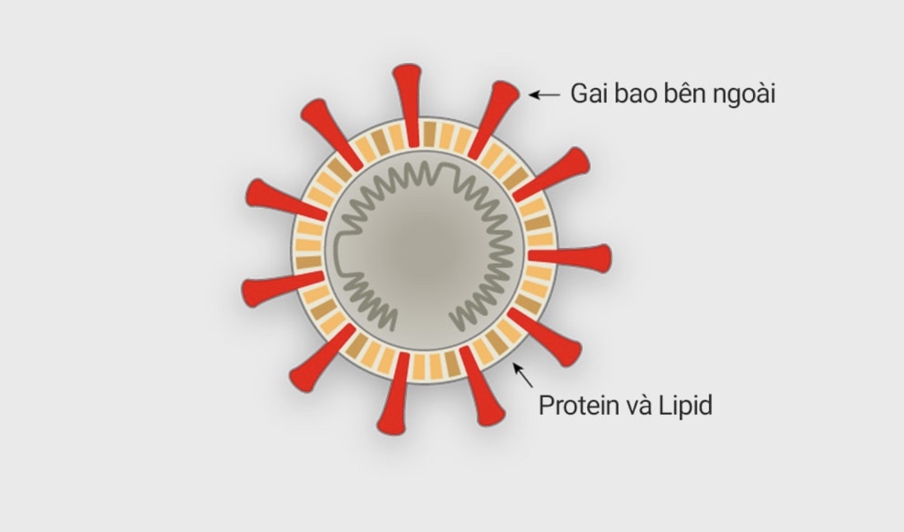 anh virus corona trong thuc te anh 4