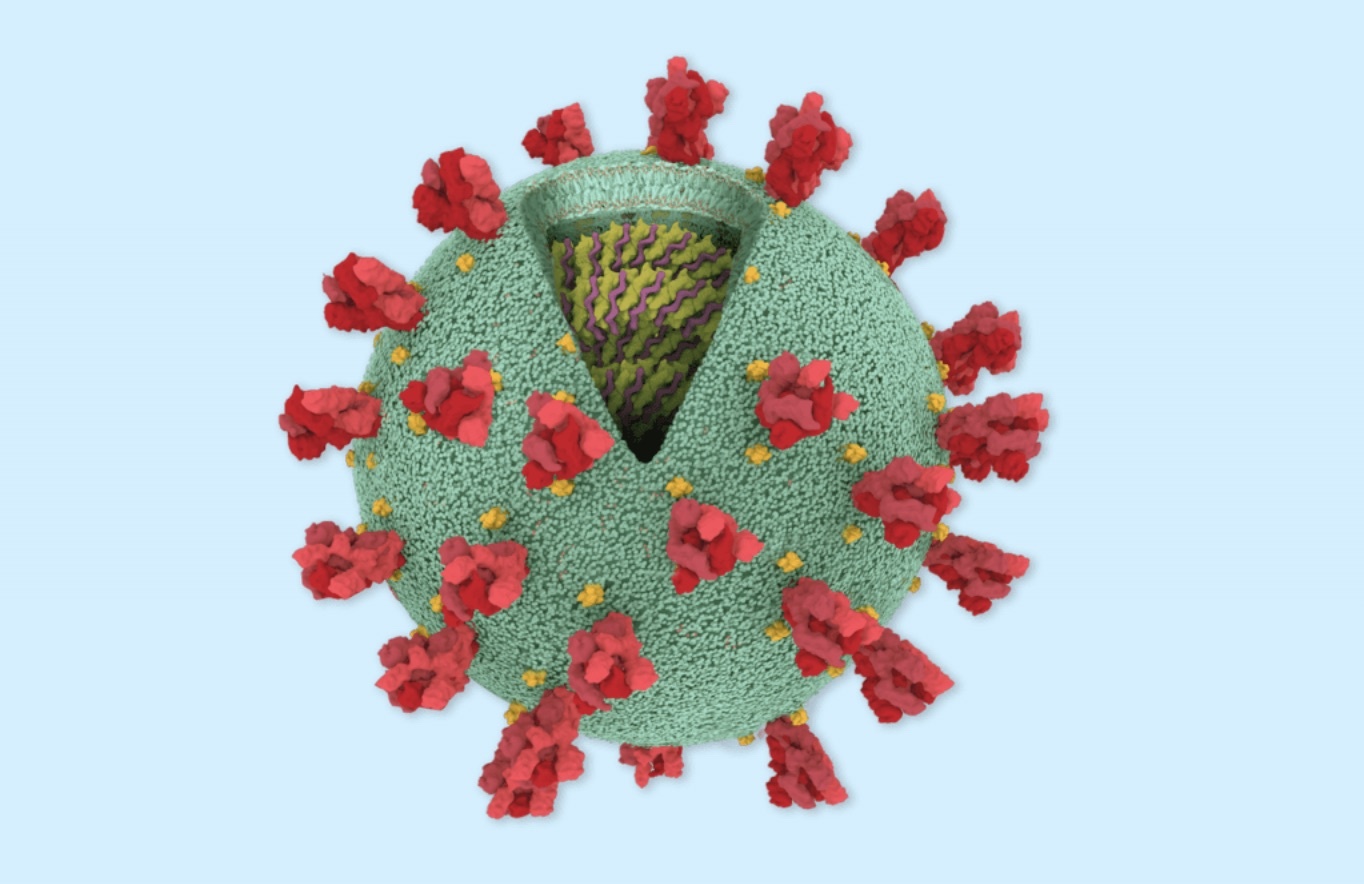 Khia canh tich cuc khi virus Corona 'tien hoa' hinh anh