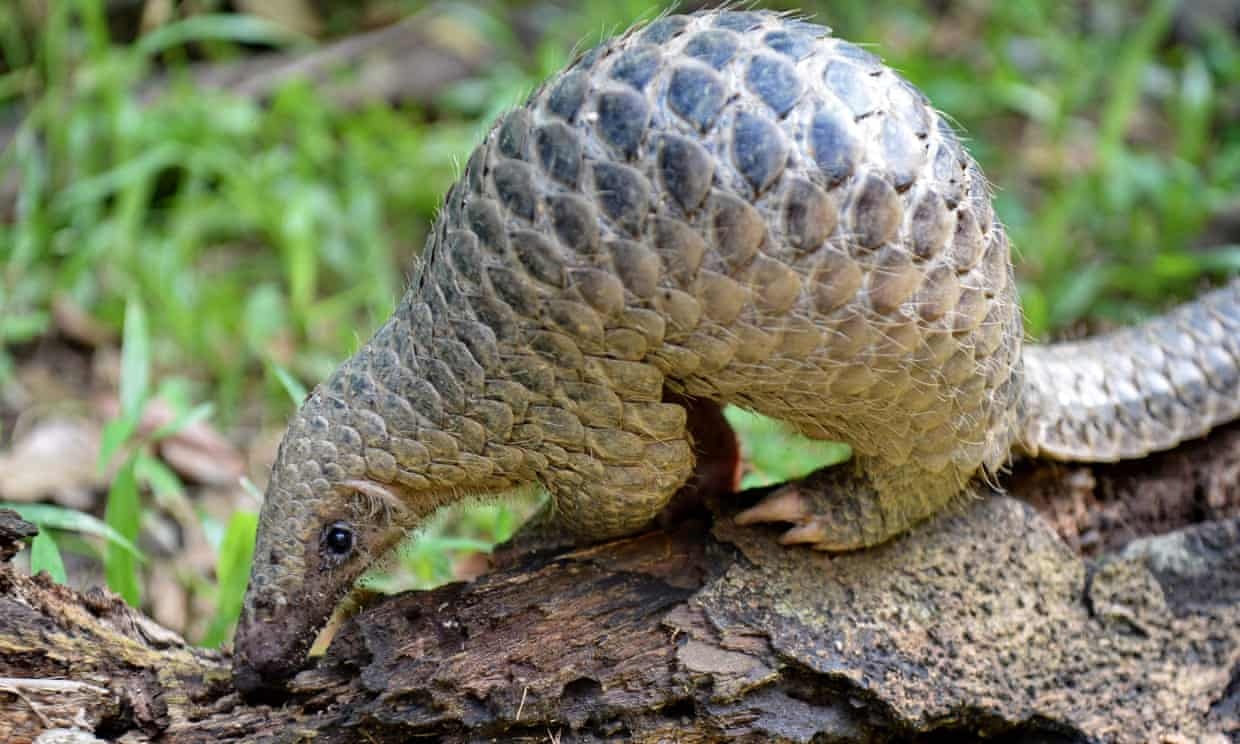 Them bang chung chi ra loai vat nay da lay SARS-CoV-2 cho con nguoi hinh anh