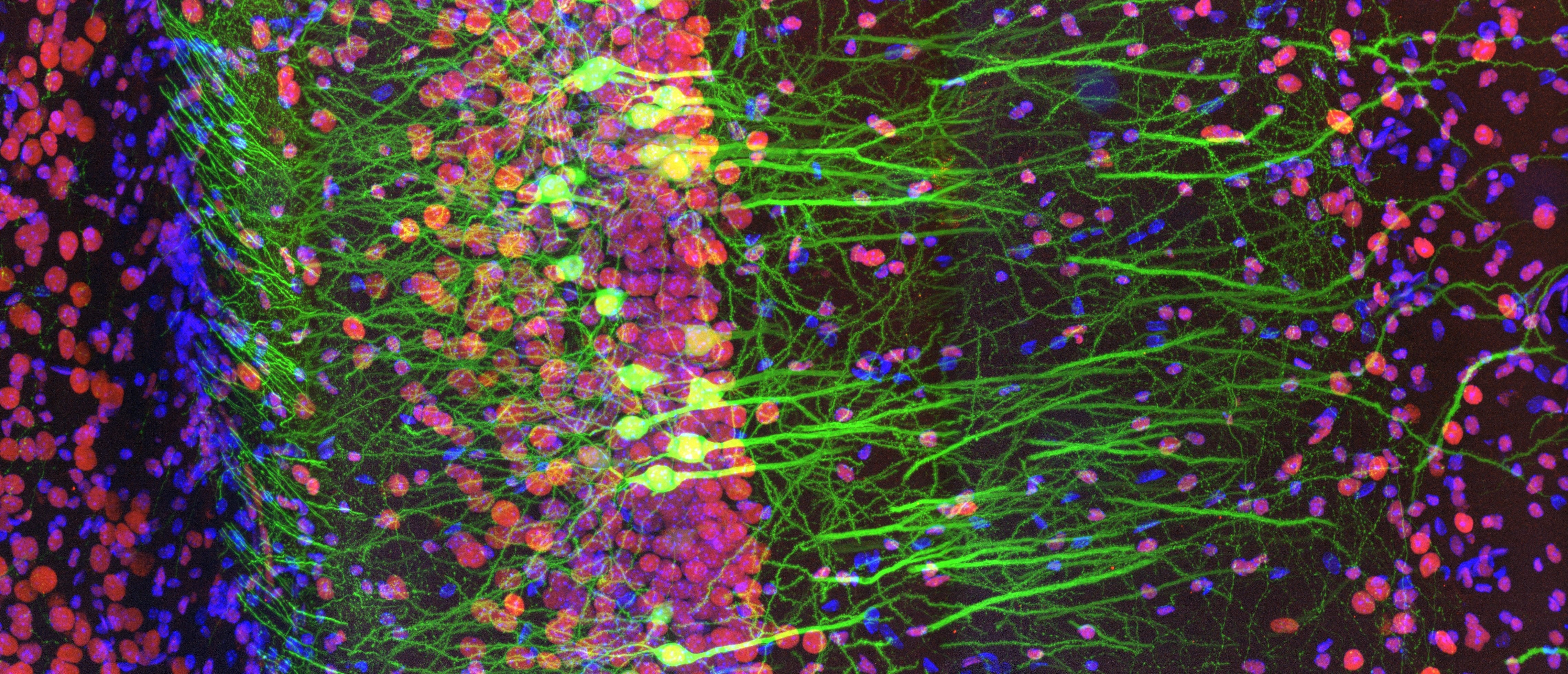 ben trong sinh vat bat tu co gi anh 2