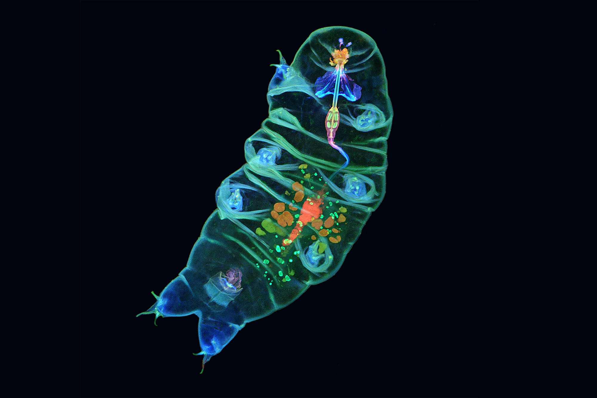 Ben trong 'sinh vat bat tu' va nhung anh hien vi an tuong nhat nam hinh anh