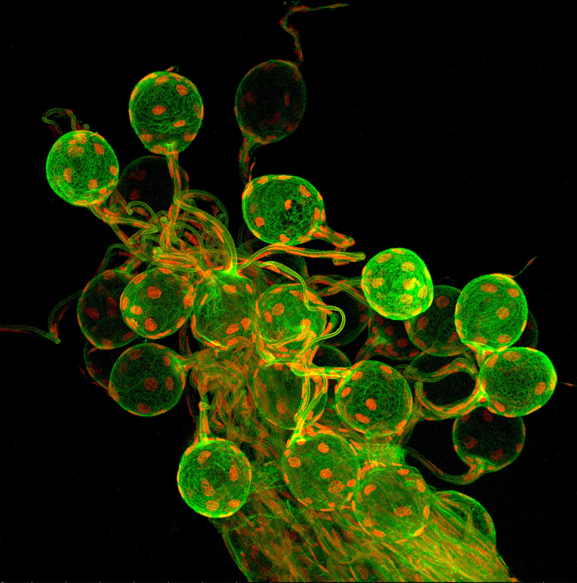 ben trong sinh vat bat tu co gi anh 6