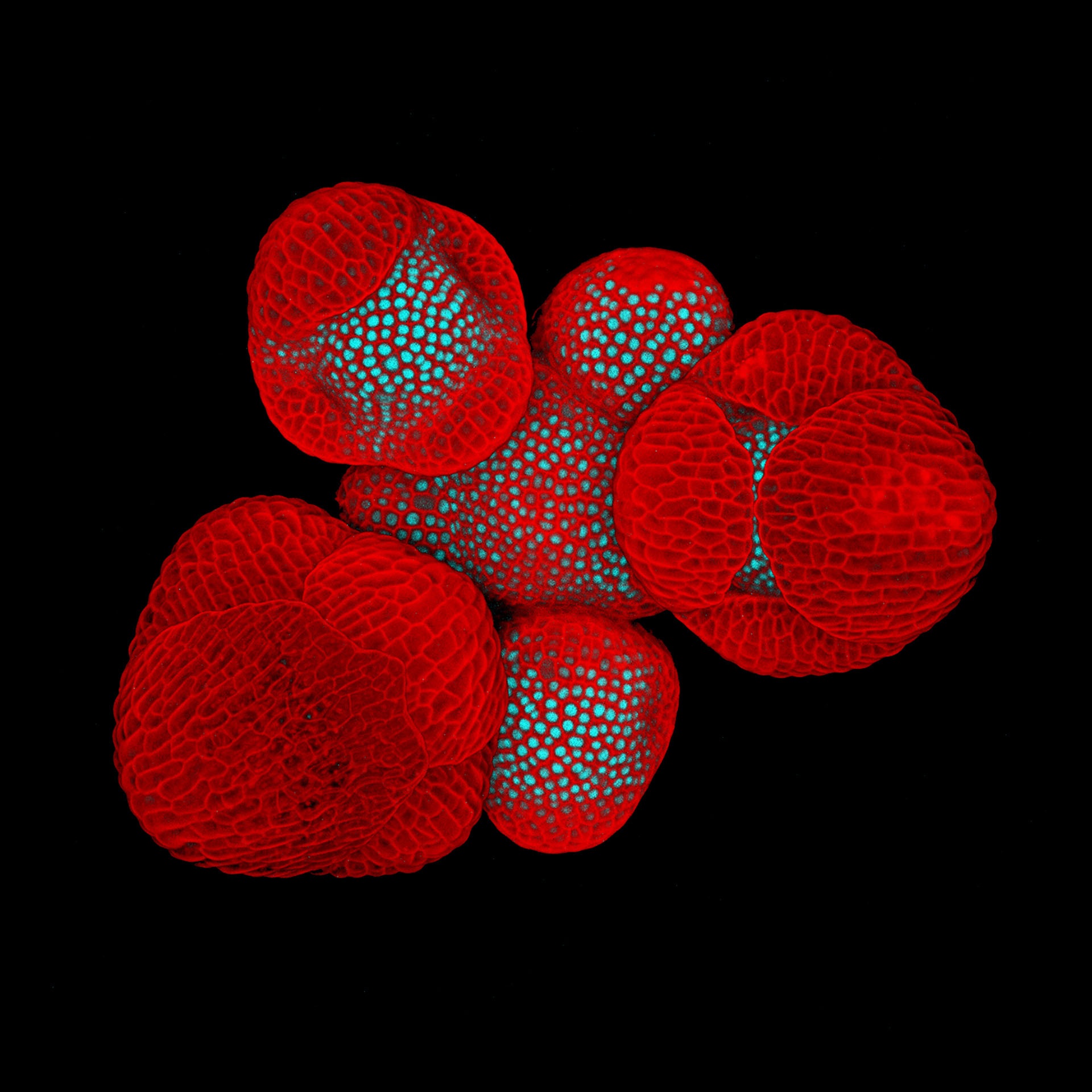 ben trong sinh vat bat tu co gi anh 7