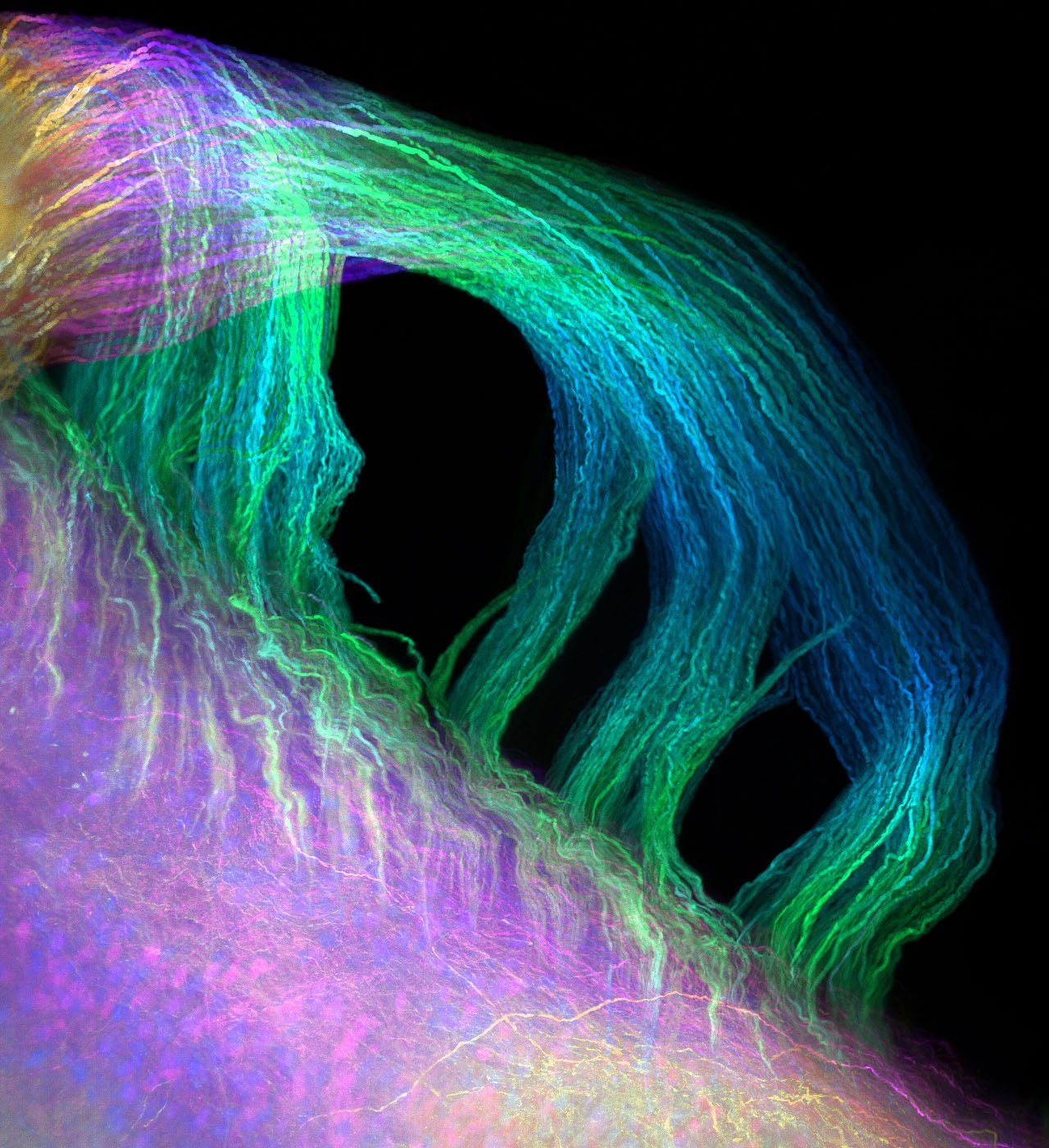 ben trong sinh vat bat tu co gi anh 9