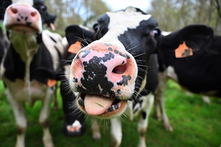 cap quang Google bi bo giam anh 1