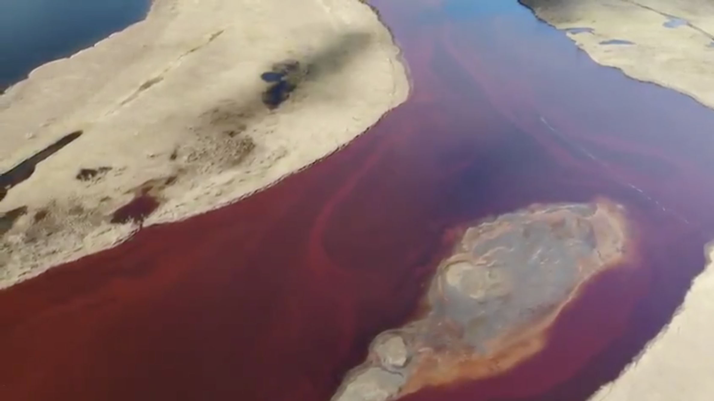 Nhung moi hoa co xua dang 'doi mo song day' hinh anh