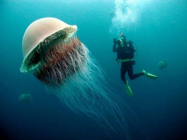 Bi an cua loai sua khong lo voi noc doc chet nguoi hinh anh