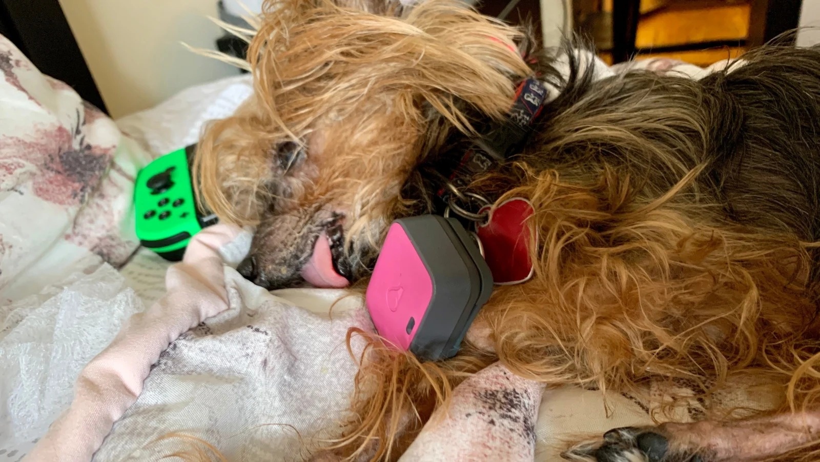 vong deo the thao cho cho anh 1