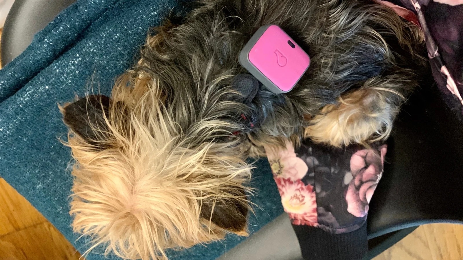 vong deo the thao cho cho anh 2