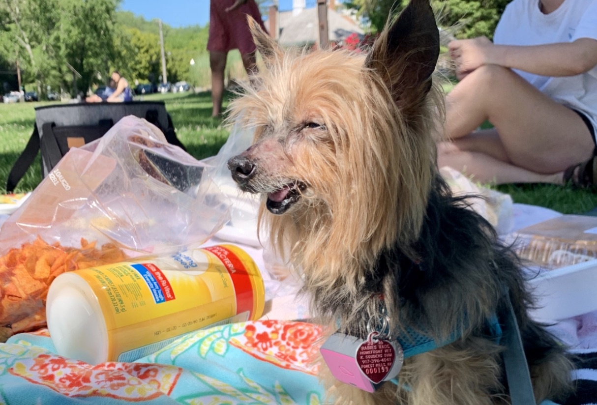 Toi deo smartband cho cun cung va nhan thay dieu la hinh anh