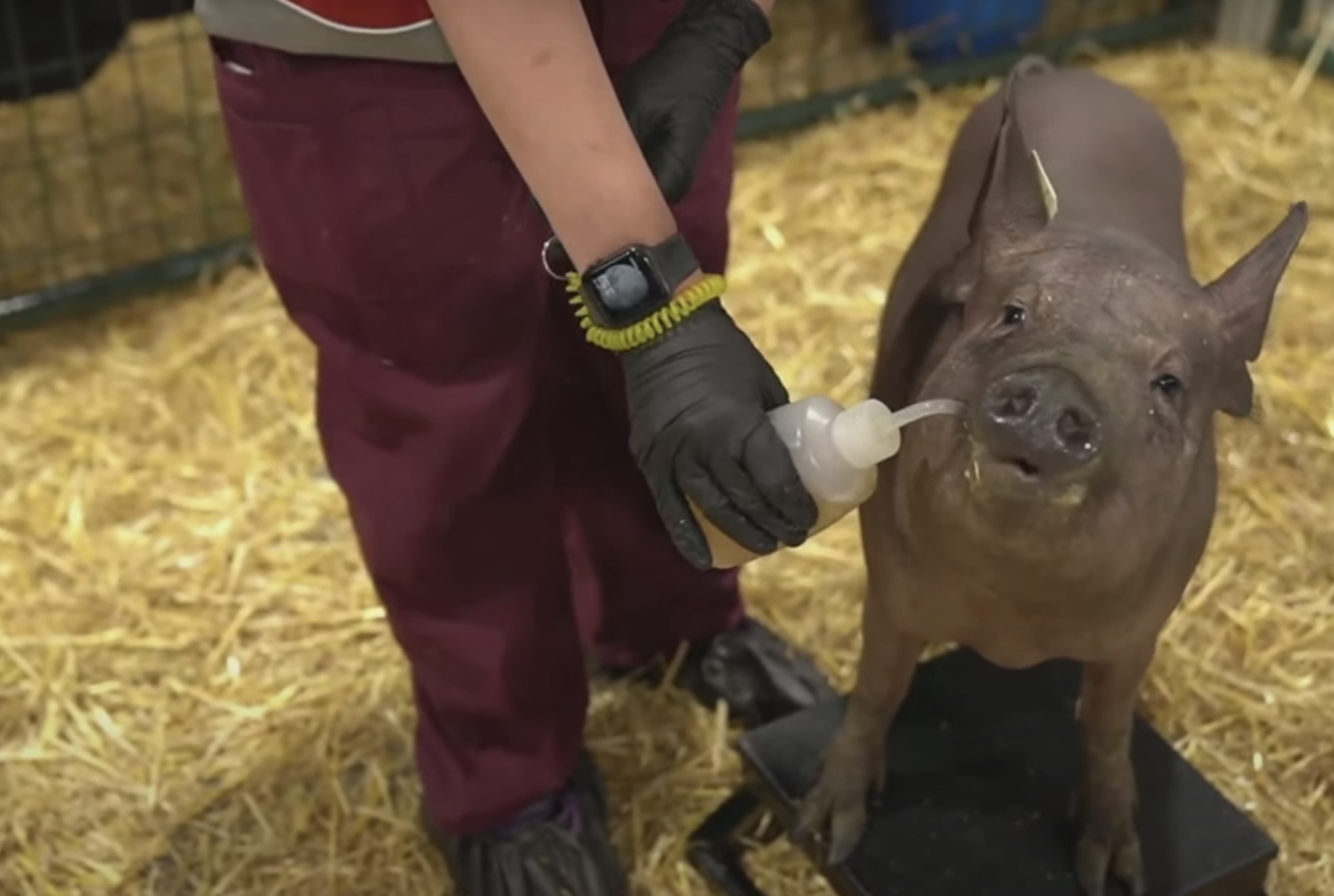 chip doc nao nguoi cua neuralink anh 2