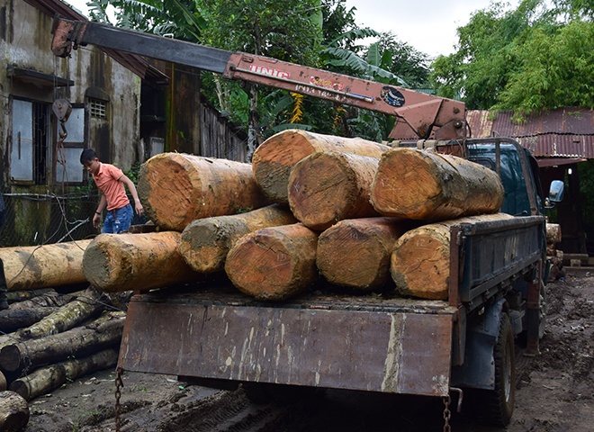 Hang chuc than go uoi ket be troi tren song Thu Bon hinh anh