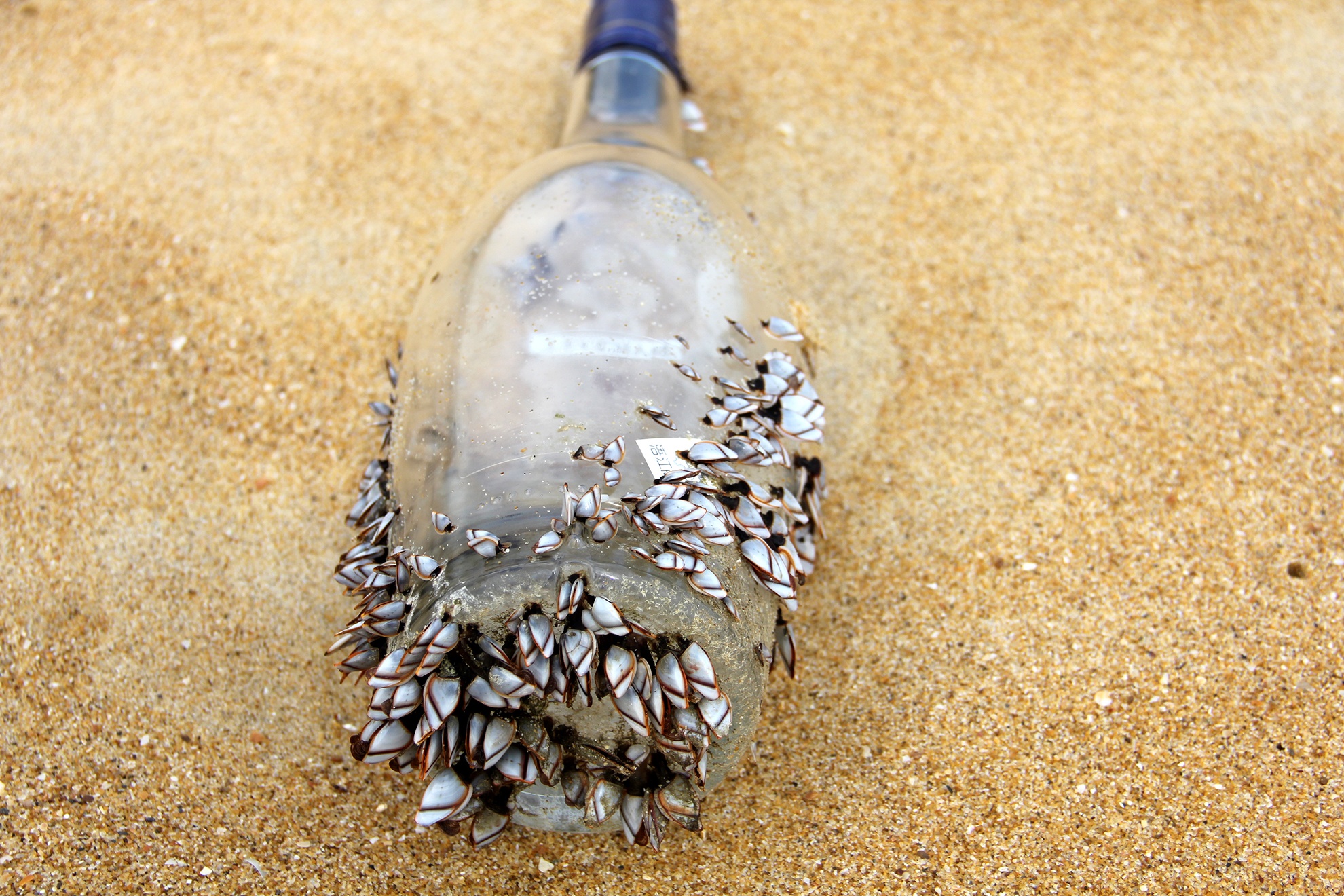 rac thai chu Trung Quoc dat bo bien Quang Nam anh 12