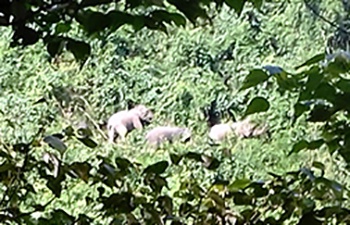 Dan voi 7 con xuat hien o Quang Nam: Chua kip mung da lo hinh anh