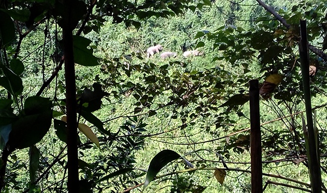 Đàn voi 7 con xuất hiện ở Quảng Nam ảnh 1 Dan voi 7 con xuat hien o Quang Nam anh 1