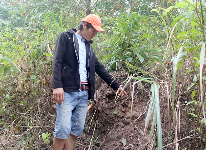 Đàn voi 7 con xuất hiện ở Quảng Nam ảnh 3 Dan voi 7 con xuat hien o Quang Nam anh 3