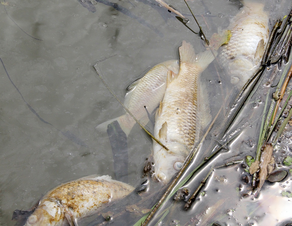 Ca chet do nhiem khuan dat vao bo song o Quang Nam hinh anh