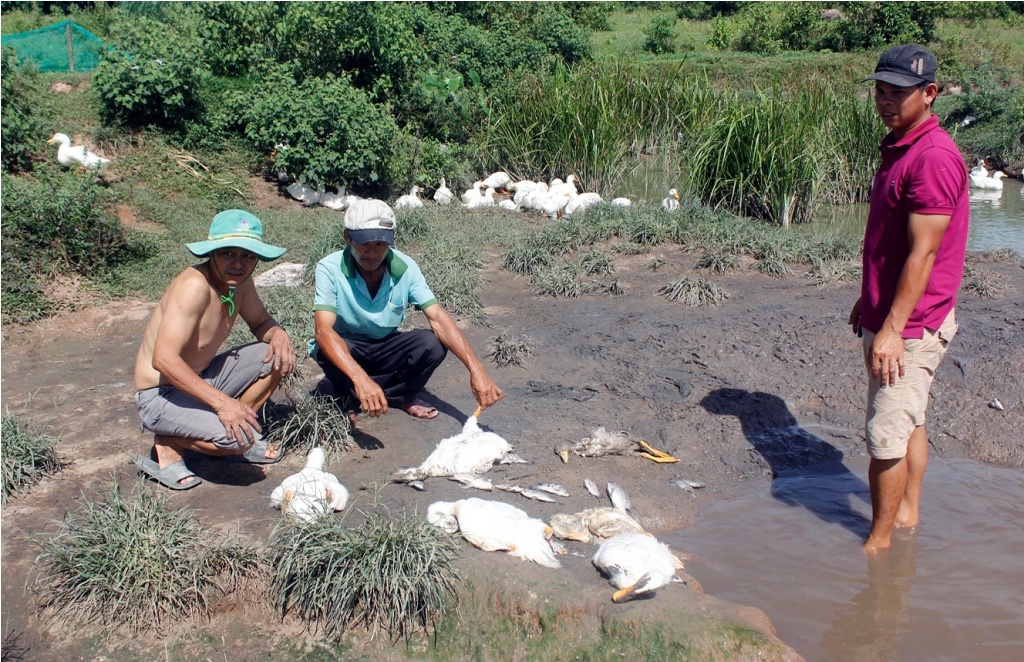 Vit chet hang loat sau mot dem o Quang Nam anh 1