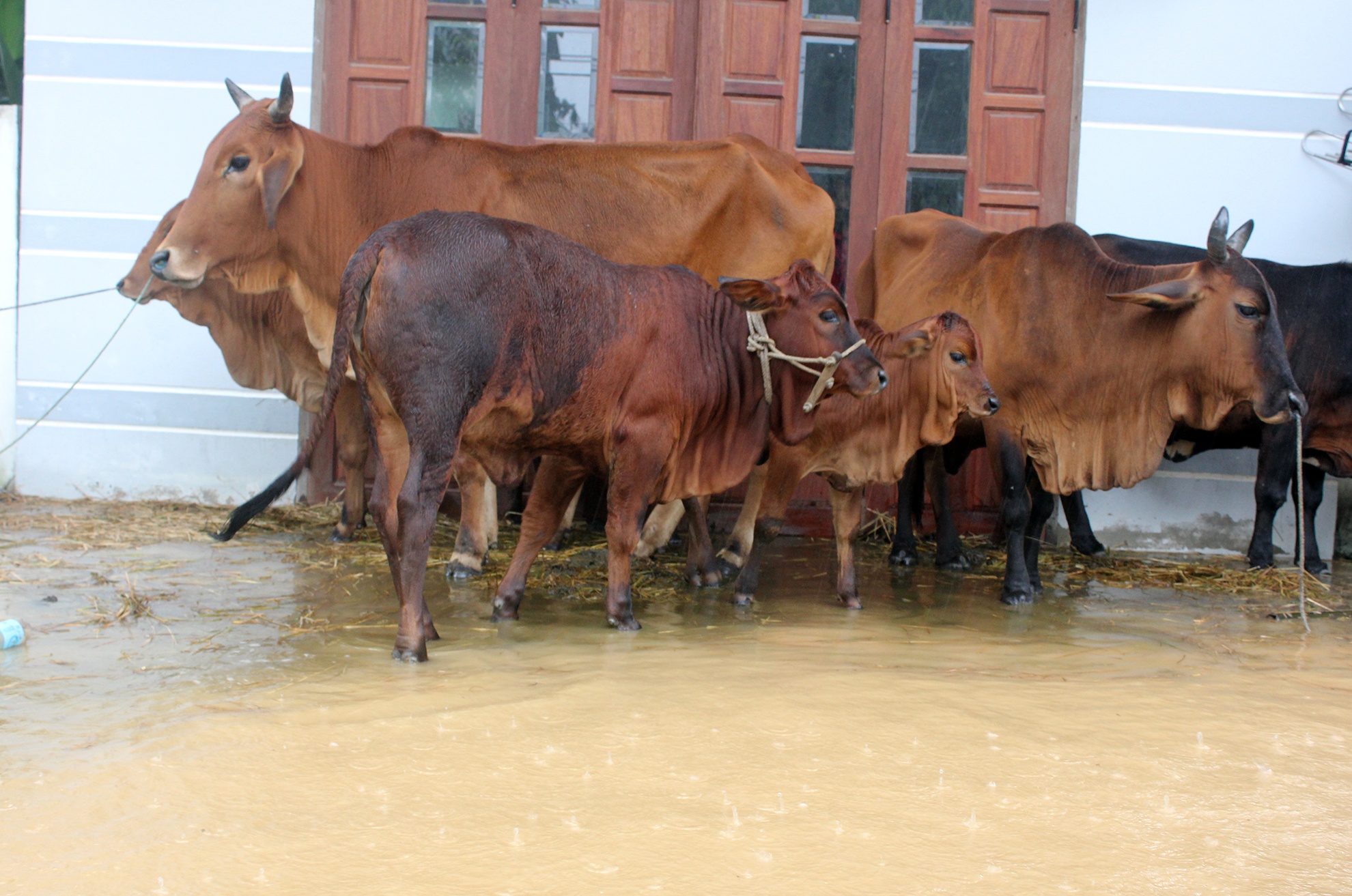 Nguoi Quang Nam don nha chay lu anh 10
