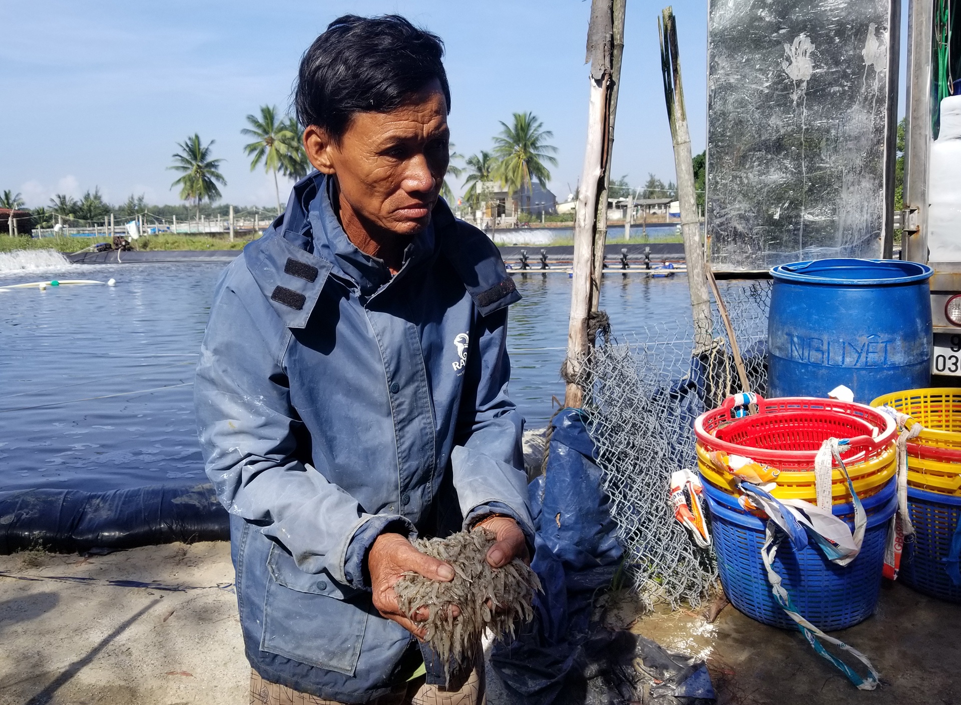 tôm chết ở Quảng Nam ảnh 1 tom chet o Quang Nam anh 1