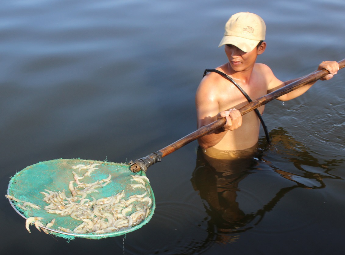 Hon 900.000 tom giong chet sau mot dem hinh anh