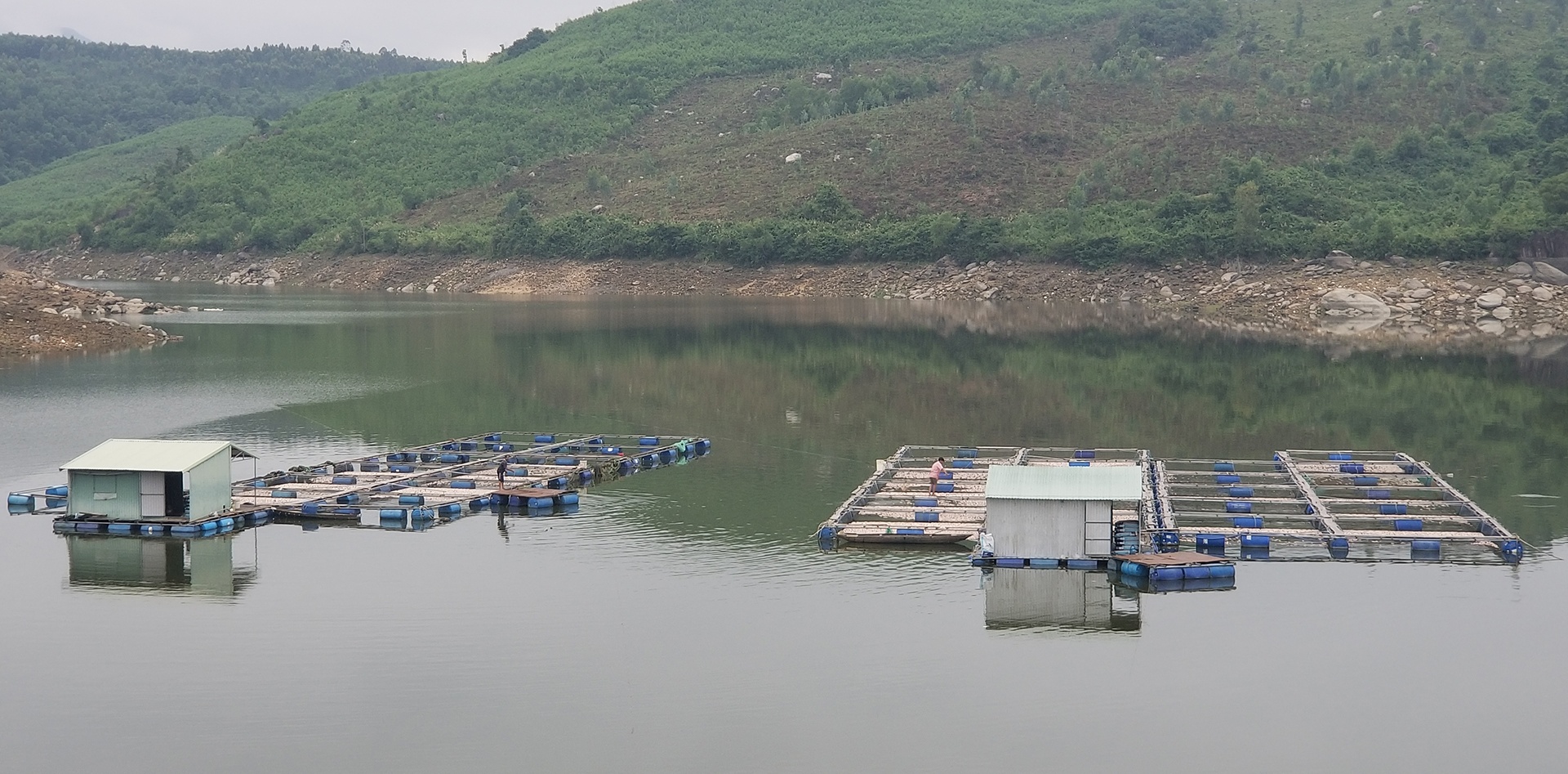 cá chết hàng loạt ảnh 2 ca chet hang loat anh 2