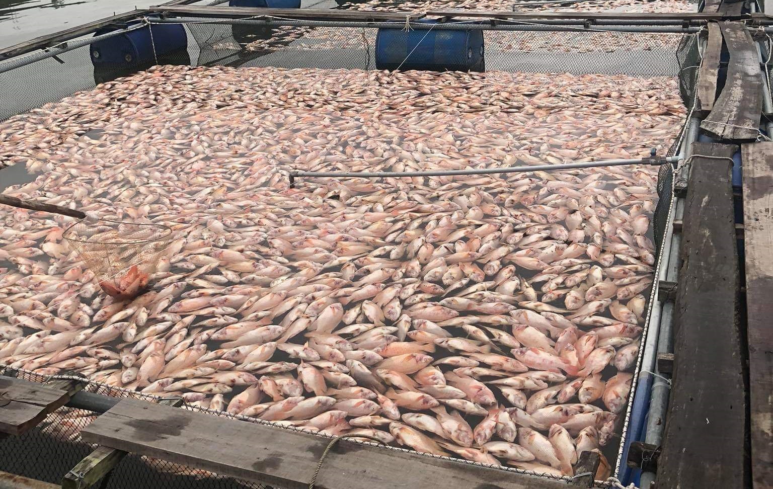 Hon 50 tan ca trong long be chet sau mot dem, nguoi dan trang tay hinh anh