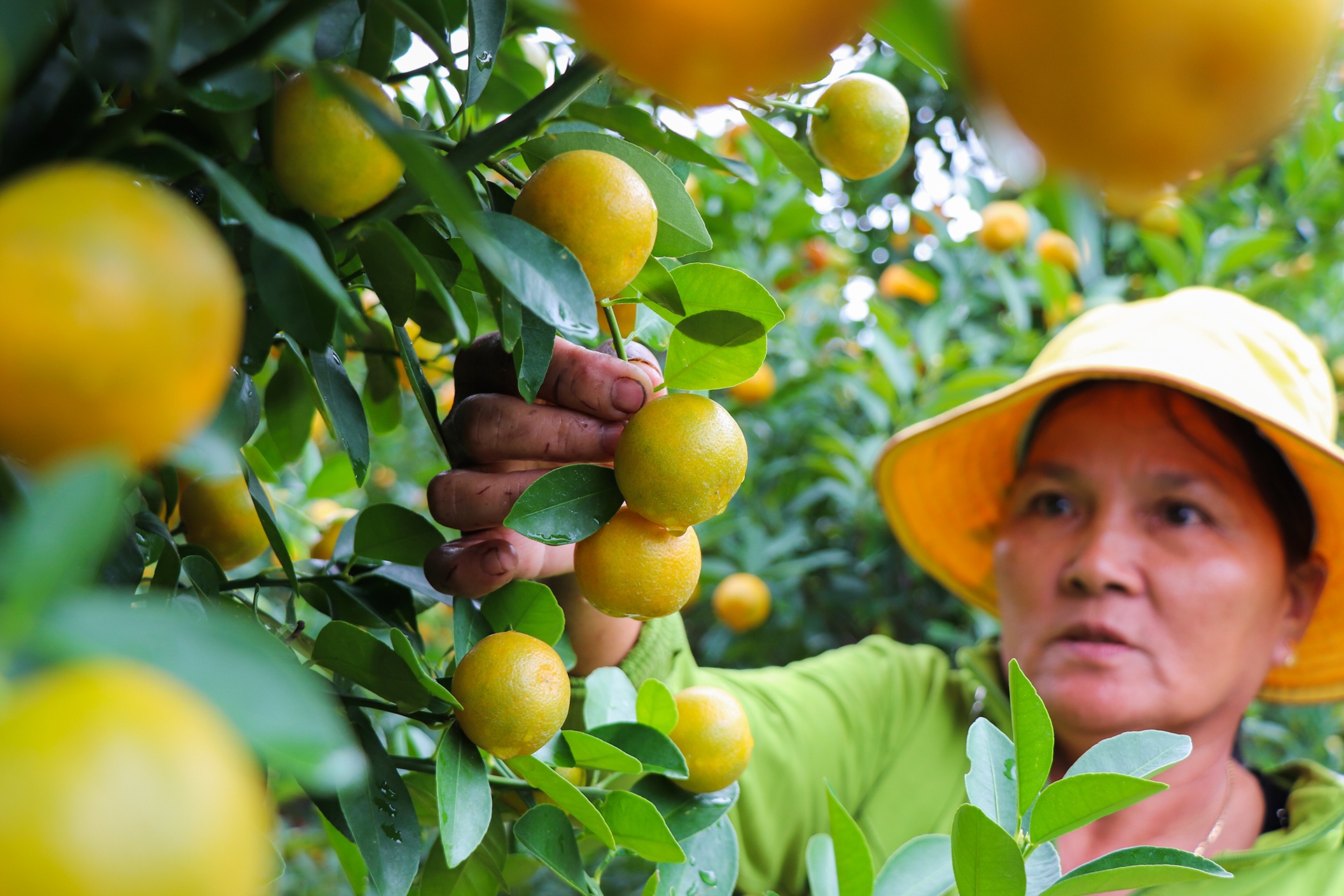 Quat canh duoc gia, nong dan Hoi An lai hang tram trieu hinh anh