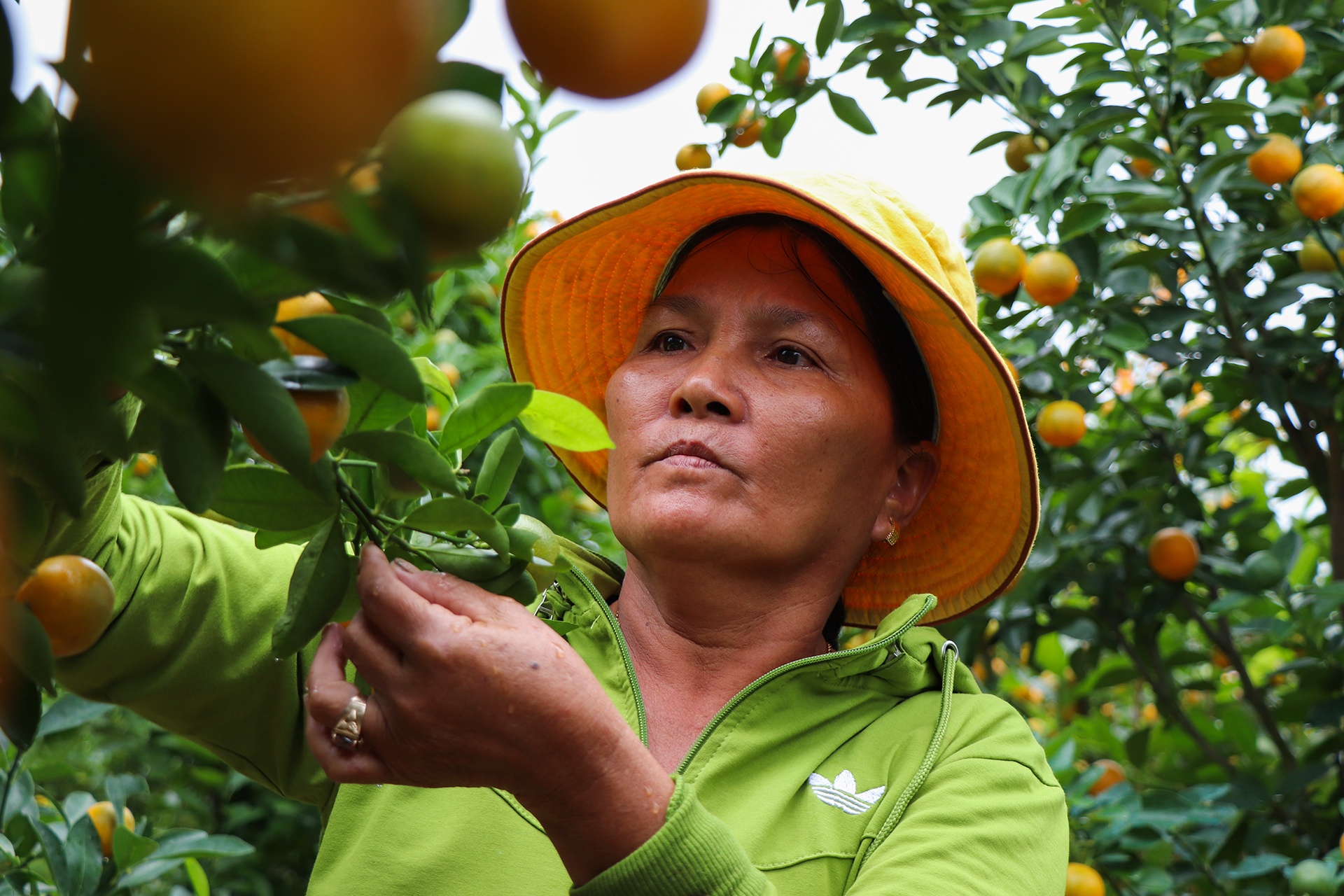 quat canh Hoi An anh 2