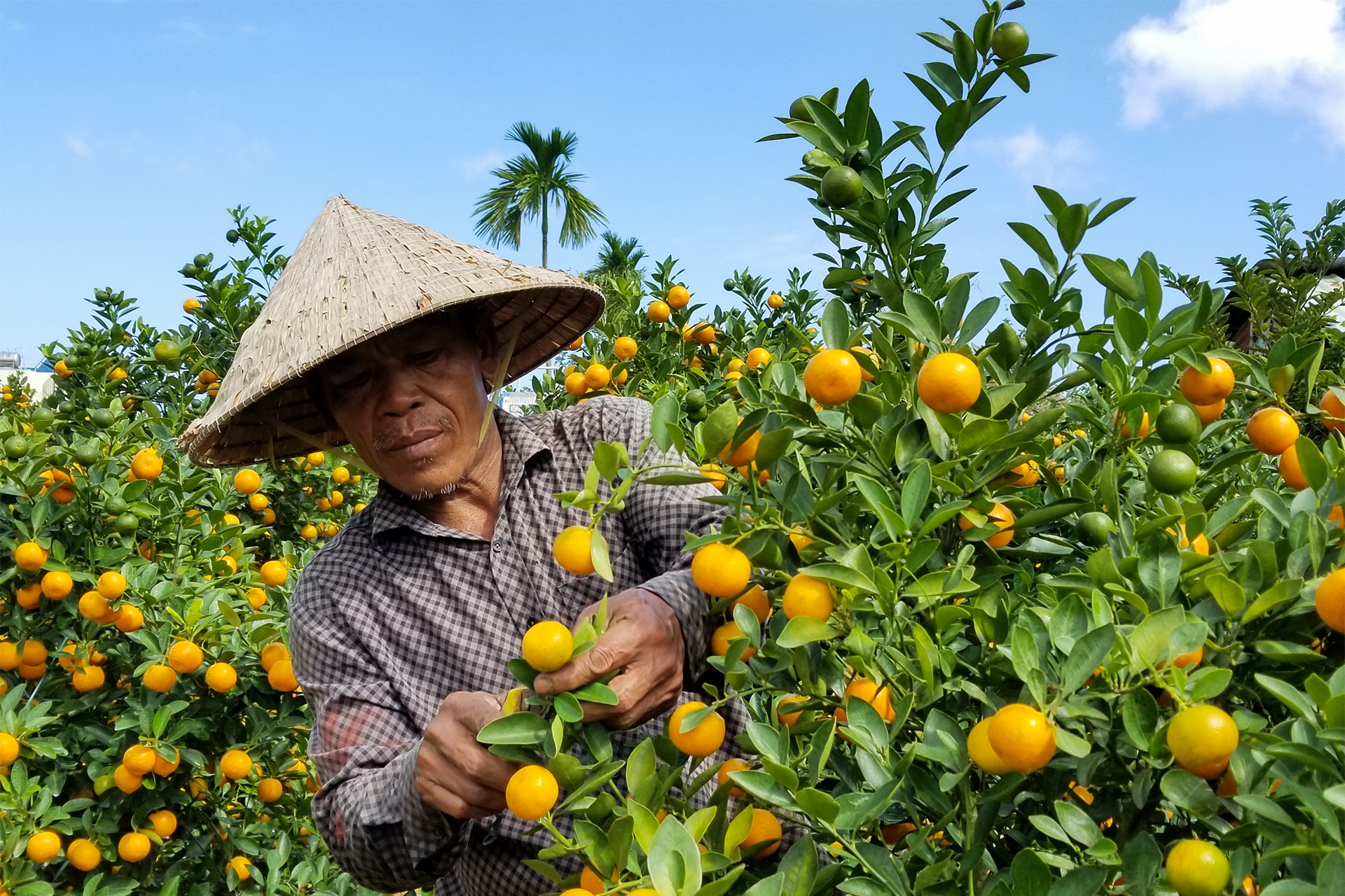 quat canh Hoi An anh 3