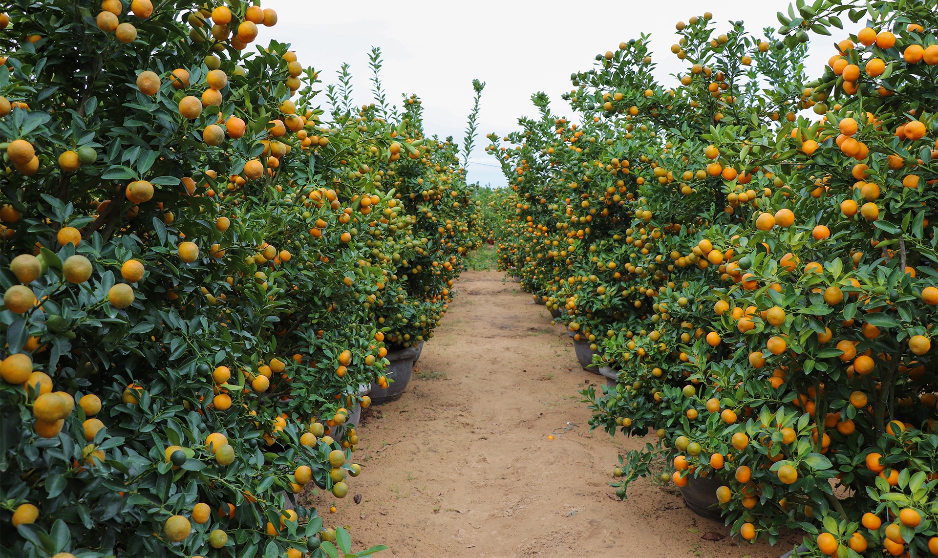 quat canh Hoi An anh 1