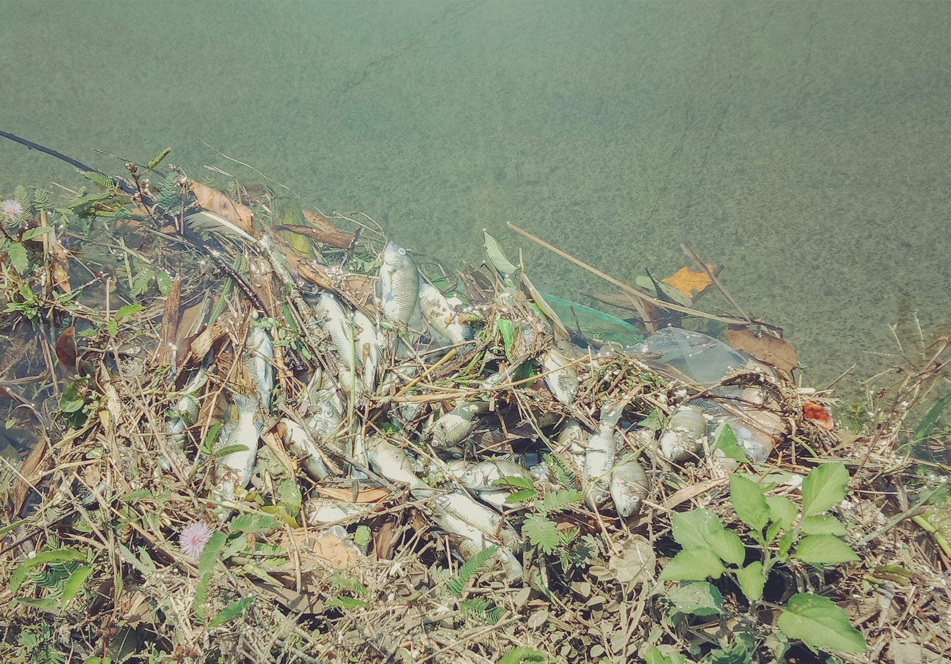 cá chết do ô nhiễm ảnh 2 ca chet do o nhiem anh 2