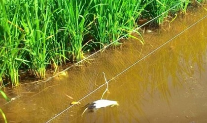 Bay chuot bang dien, vo chet, chong nguy kich hinh anh