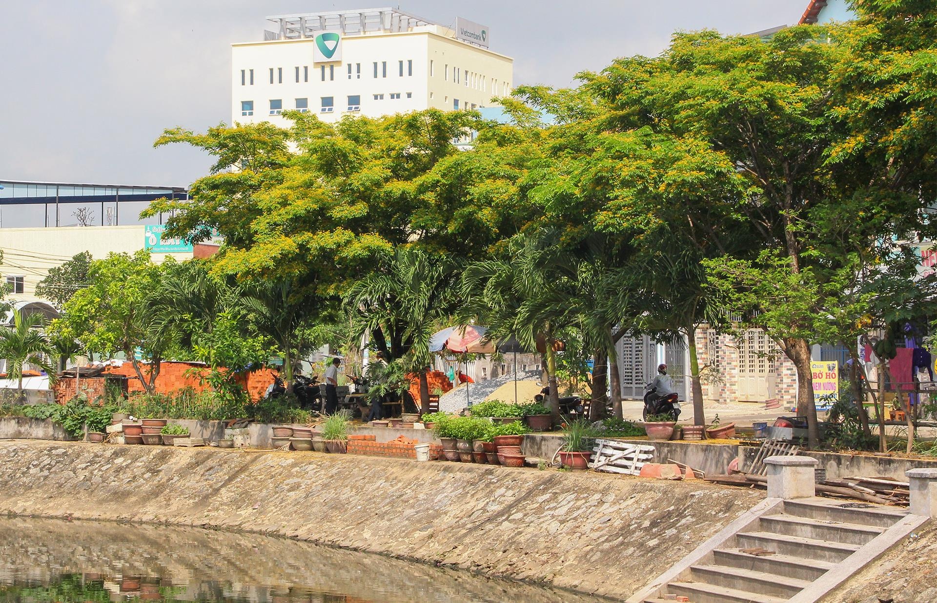 Tam Ky ruc vang sac hoa sua anh 2