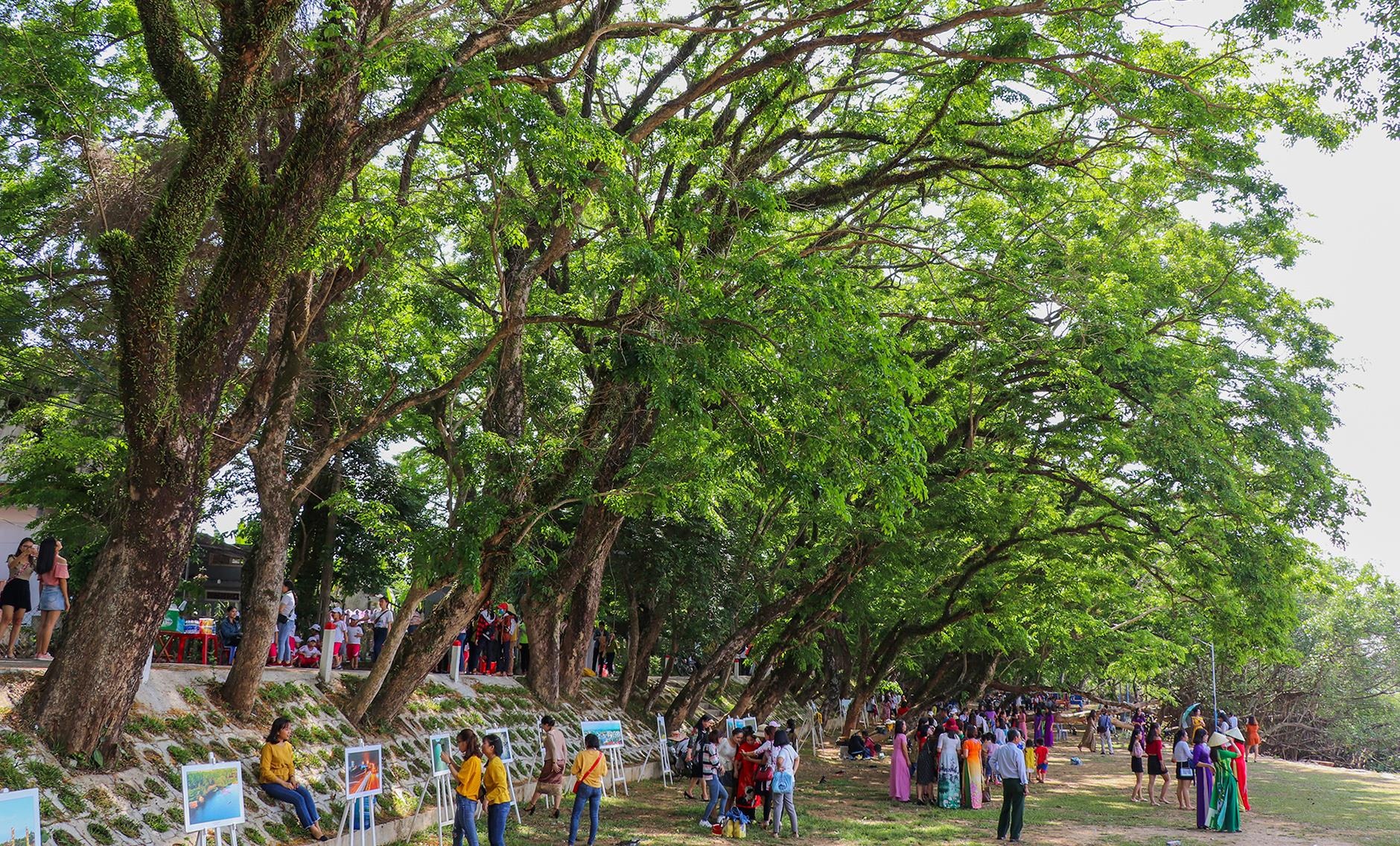 Tam Ky ruc vang sac hoa sua anh 5