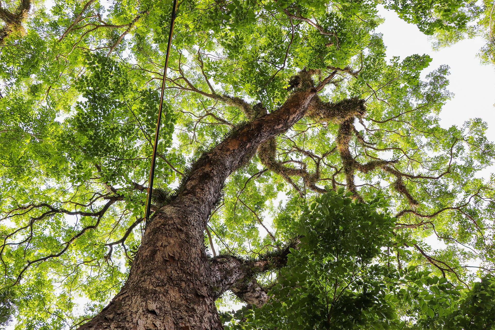 Tam Ky ruc vang sac hoa sua anh 10