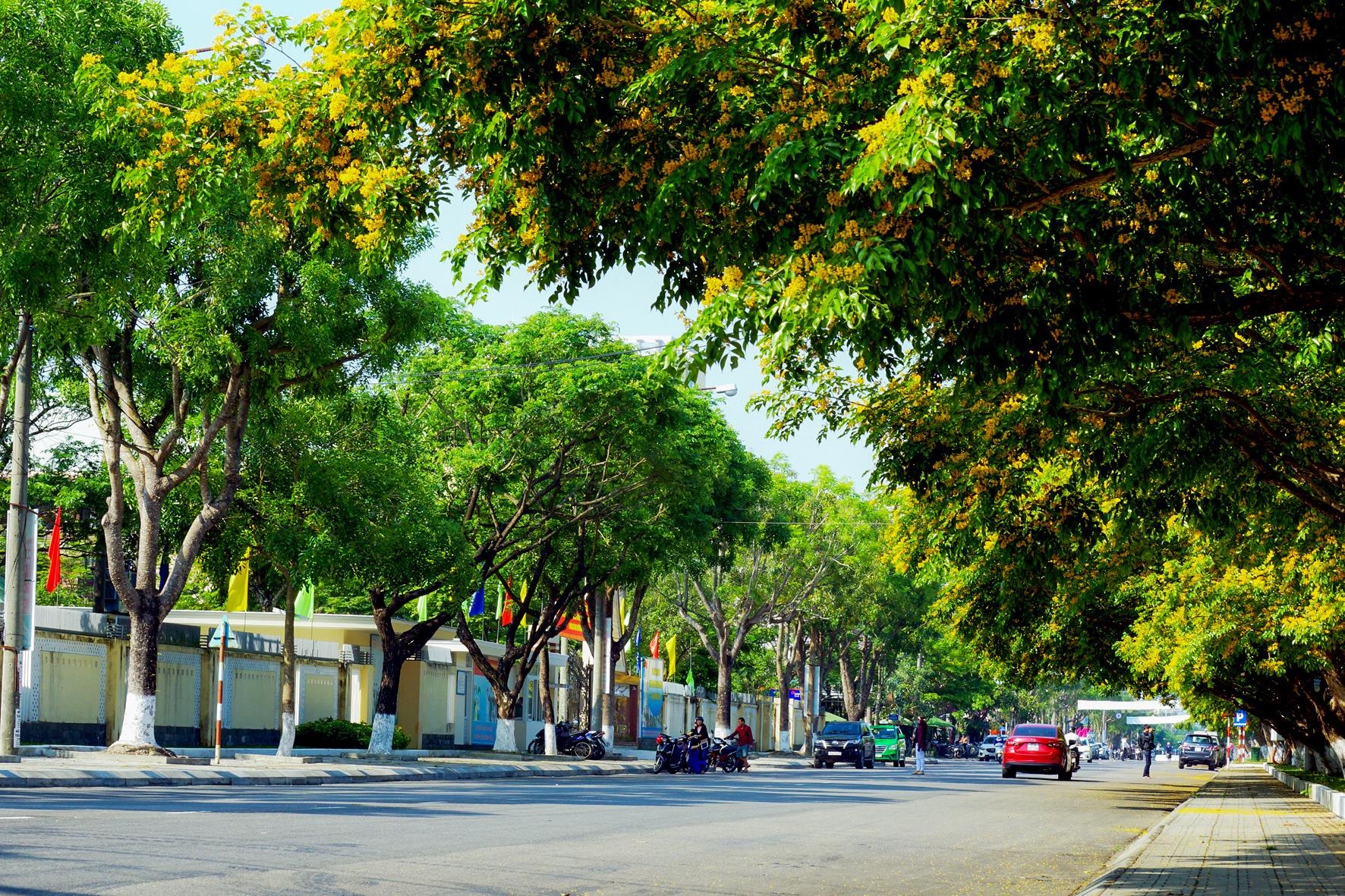 Tam Ky ruc vang sac hoa sua anh 9