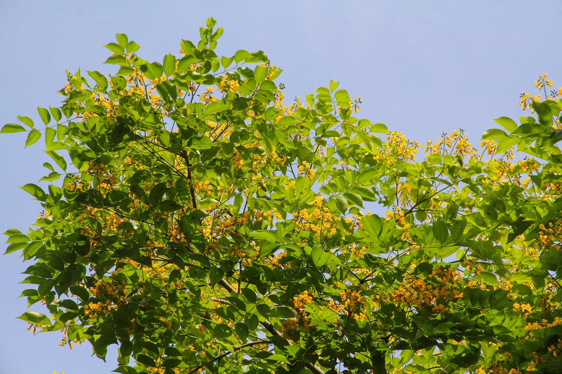 Tam Ky ruc vang sac hoa sua anh 3